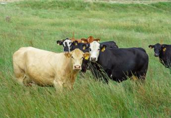 Packers: Cow Processors Outpacing Fed Cattle Plants