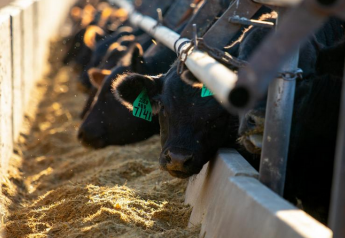 Cash Cattle Steady as Futures Spike Higher
