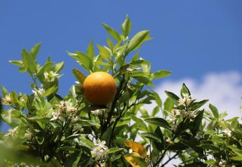 New citrus varieties present opportunities