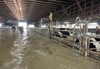 Dairy Report: Hundreds of Dairy Cattle Perish Due to Floods, Farmers Still Recovering