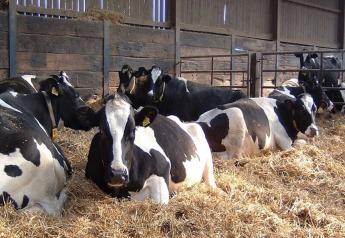 More Rest for Dry Cows May Equal More Live Calves