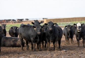 CAB Insider: Heifers Topping Out In Fed Slaughter