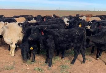 TSCRA: Heifers Missing From Texas Ranch