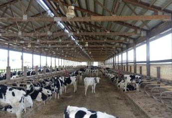 Springers Strong Amidst Mixed Bag for Dairy
