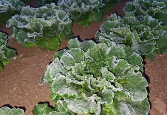Frost on Yuma lettuce crops delay harvests, more frost expected