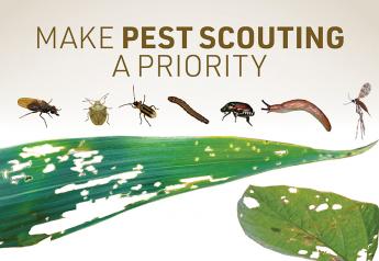Make Pest Scouting a Priority in 2022