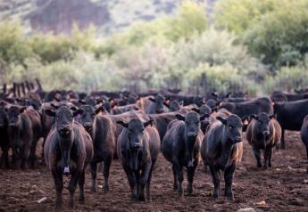 Peel: Cattle on Feed Dynamics