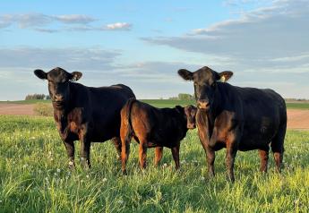 Cattle Business Ruminations for 2021 and What to Expect in 2022