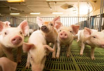 U.S. pork producers continued herd contraction - USDA