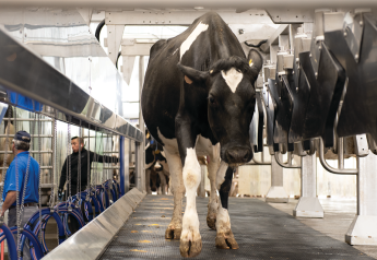 Technology Takes Transition Cow Health From Good to Great