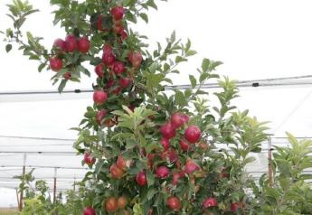 Creating sustainable apple and pear varieties for a warming world 