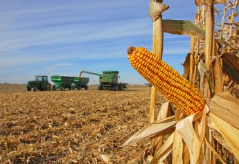 Corn Futures Hit Decade-High Above $8/Bushel on Global Supply Concerns