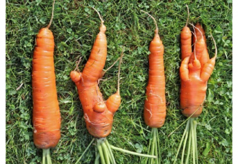 Making the case for ugly produce