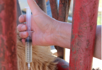 New Cattle Vaccination Guidelines Offered by AABP
