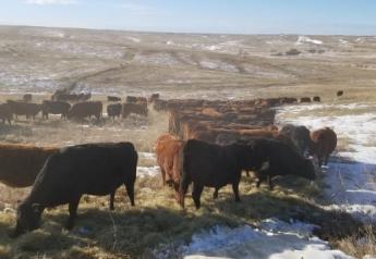 Evaluate Vitamin A Supplementation for Beef Cattle