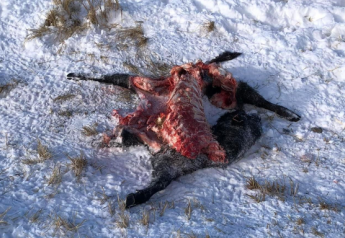 Colorado's First Wolf Kill in Decades