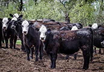 Peel: Expectations for Upcoming USDA Cattle Reports