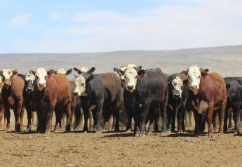 Cash Cattle Lower As Grains Spike Higher
