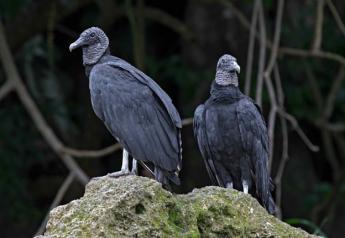 NCBA Member Testifies in Support of Black Vulture Relief Act