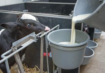 Calf Milk Consistency Deserves Attention