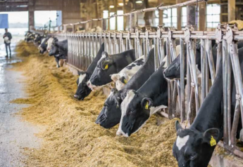 Four Ways to Improve Feed Efficiency Without Cutting Feed Inputs