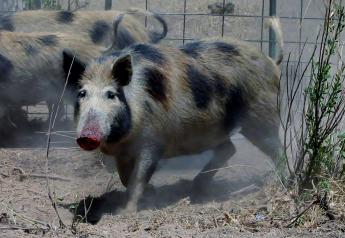 Minnesota DNR Captures Feral Pigs