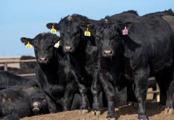 8th Gardiner Angus “Meating Demand” Bulls Average $7,566