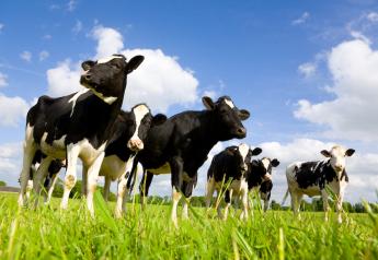 Pasture Deemed Most Affordable Heifer Rearing Environment