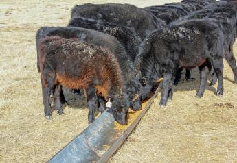 Winter Supplementation of Beef Calves – When Supplementation Doesn’t Pay