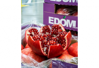 John Vena Inc. bringing in Israeli pomegranates 
