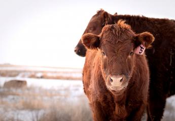 Keeping Livestock Healthy During Winter