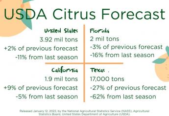 Shorter citrus crop brings high demand, strong prices