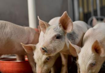Cash Weaner Pig Prices Average $41.37, Down $0.67 Last Week
