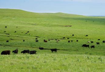 Missouri Packer Must Process Niman Ranch Cattle, Judge Rules