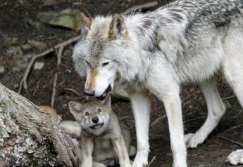 Gray Wolf Protections Restored by Federal Judge