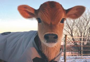 Winter Calf Nutrition Needs Extra Attention