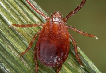 Asian Longhorned Tick Arrives in 17 States, Calves are Especially Vulnerable 