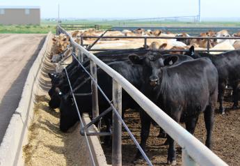 Beef-on-Dairy Continues to See Major Growth 