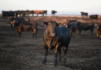 CAB Insider: 2022 Cow Herd Implications