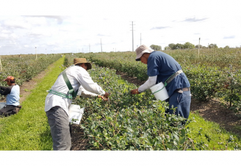 Florida blueberry volume set for late March start