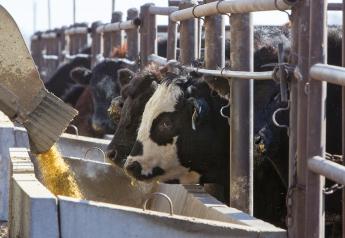 Cash Cattle Higher, COF Placements Drop