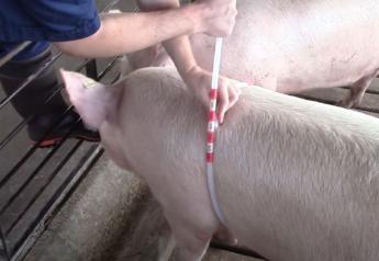 Weighing Pigs Without a Scale: A Simple Tool for Estimating Pig Weight 