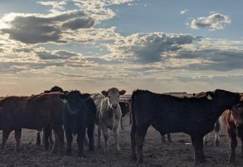 Senators Expect Cattle Price Discovery and Transparency Act to Move from Committee