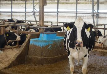 Cows Will Tell You What is Wrong with a Facility Design