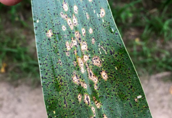 New Research Finds Hope for Battling Tar Spot 