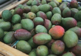 Mission Produce enters second mango season with additional varieties