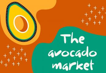 Avocado market peaking with strong Super Bowl demand