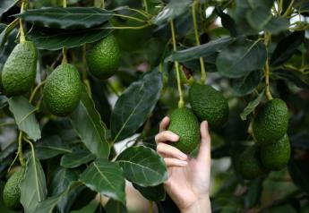 U.S. suspends Mexican avocado imports, a nearly $3B industry