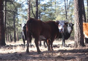 Aerial Gunning of Feral Cattle in New Mexico Set to Begin, USFS Violates Agreement