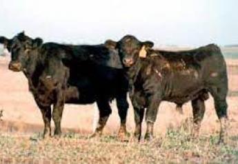 Nichols Farms Private Treaty Bull Sale Report